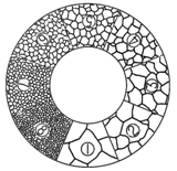 59 - Graticule Metrology